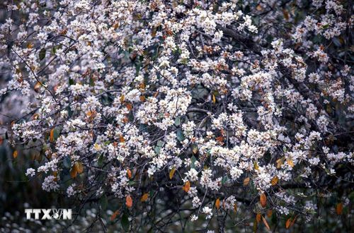 Rừng hoa sơn tra tại bản Nậm Nghẹp, xã Ngọc Chiến (Sơn La). (Ảnh: Quang Quyết/TTXVN)