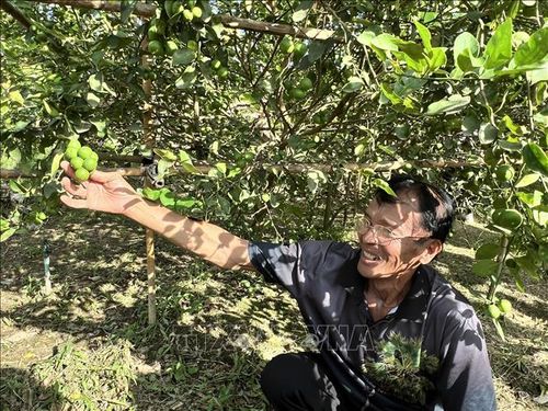 Giống chanh Paen Ramphai với vỏ mỏng và nhiều nước chua thơm là cây trồng chủ lực tại tỉnh Phetchaburi. Ảnh: Đỗ Sinh/PV TTXVN tại Thái Lan