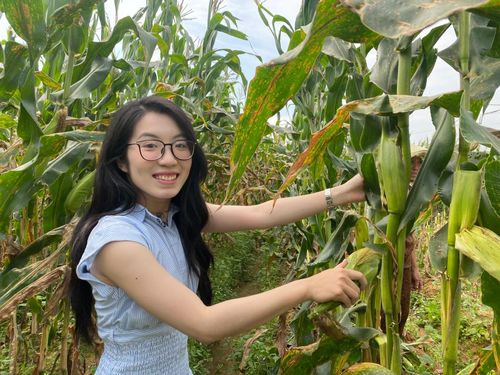 Du khách trải nghiệm hái bắp. Ảnh: VĨNH LỘC