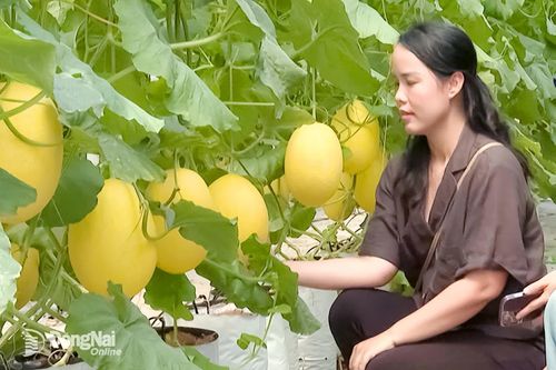 Chị Phạm Bảo Trân (ở xã Phước An) khởi nghiệp bằng trồng dưa lưới trong nhà màng cho năng suất cao. Ảnh: Phú Quý
