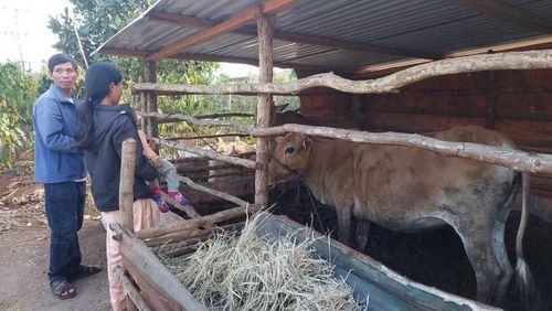  Ông Char - Trưởng thôn Dung Rơ thường xuyên kiểm tra, động viên người dân chăm sóc bò giống. Ảnh: N.D 