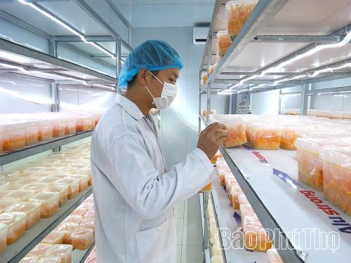 ĐVTN Phạm Văn Hưng ở xã Hiền Quan khởi nghiệp thành công với sản phẩm nấm đông trùng hạ thảo, giải quyết việc làm cho gần 10 lao động địa phương.