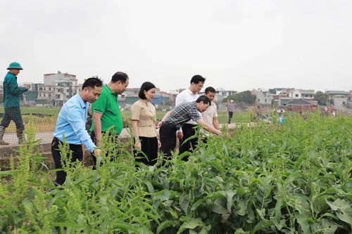 Sau 2 tháng trồng, cây sâm Nữ hoàng cho thu hoạch lá và tiếp tục thu lá trong nhiều đợt sau đó mới thu củ. Ảnh: Nguyễn Mai