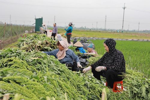 Hợp tác xã Tổng hợp và Dịch vụ thương mại Tam Hiệp sơ chế lá sâm trước khi giao cho doanh nghiệp đưa đi chế biến. Ảnh: Nguyễn Mai