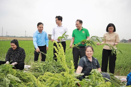 Cây trồng mới bước đầu cho thấy tiềm năng mang lại giá trị kinh tế cao trên đồng đất Hát Môn. Ảnh: Nguyễn Mai