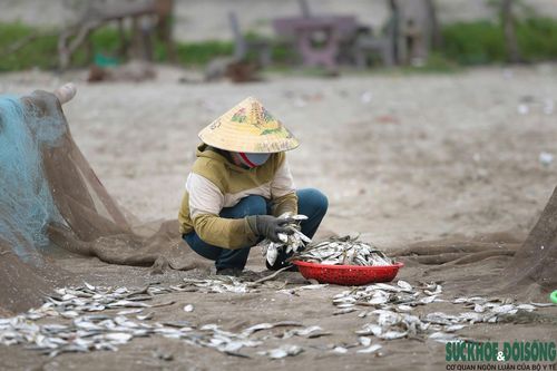 Công việc gỡ lưới, rửa cá diễn ra nhanh chóng để kịp đưa cá ra chợ trong buổi sáng.