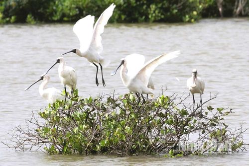 Cò Mỏ thìa – Biểu tượng của Vườn Quốc gia Xuân Thủy