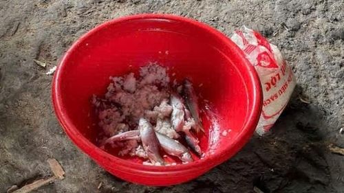  Cá ủ chua là món ăn truyền thống của người dân địa phương, tuy nhiên đây cũng là món ăn tiềm ẩn nhiều nguy cơ gây ngộ độc botulinum. 