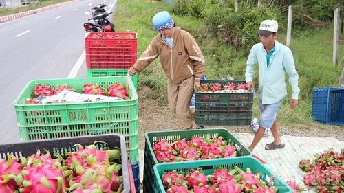 Thu gom thanh long ruột đỏ về cơ sở sơ chế tại xã Bình Phú, tỉnh Vĩnh Long.