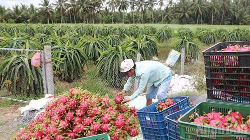 Thu hoạch và phân loại thanh long ruột đỏ tại xã Bình Phú, tỉnh Vĩnh Long.