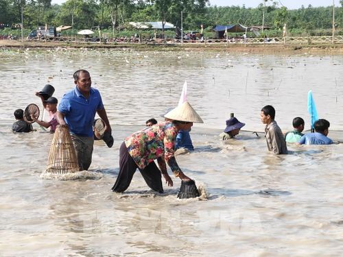 Trong phần trò chơi dân gian truyền thống dĩen ra sau phần nghi lễ, người dân trực tiếp xuống bàu bắt cá. Con cá lớn bắt đầu tiên sẽ dâng cho già làng. Mọi người sau đó lấy sản phẩm bắt được cùng nướng và chế biến các món ăn truyền thống để ăn tại lễ hội. Ảnh: K GƯỈH - TTXVN