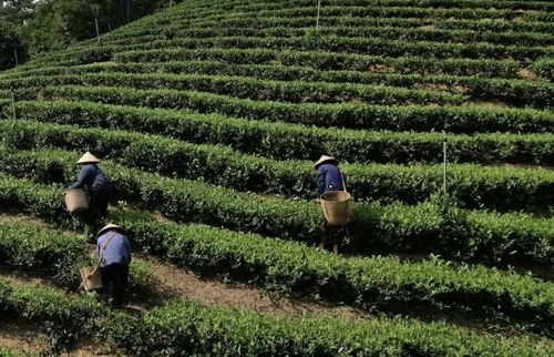 Vùng trồng nguyên liệu chè tại xã Thọ Bình.