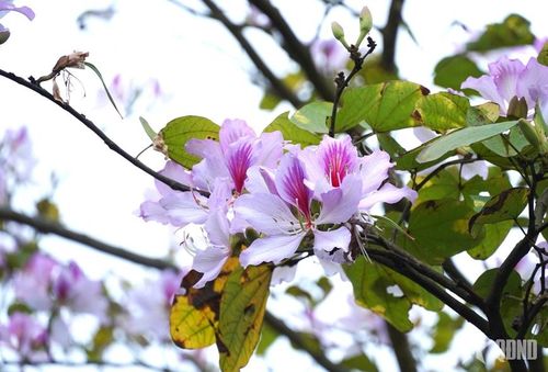Hoa ban với sắc trắng phớt tím mỏng manh, loài hoa góp phần tạo nên diện mạo riêng cho xã Khâu Vai.