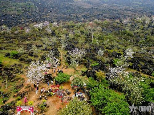 Từ trên cao nhìn xuống, những cụm hoa ban, hoa mộc miên đan xen giữa đá xám, mở ra một không gian lễ hội gần gũi với thiên nhiên.