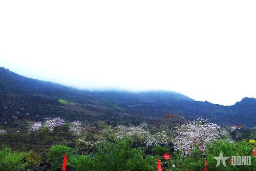 Giữa mây núi bảng lảng, hoa ban nở trắng trên sườn đá, tạo nên vẻ đẹp vừa hoang sơ, vừa nên thơ cho miền đá Khâu Vai.