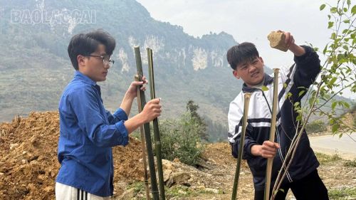 Rào quây bảo vệ cây anh đào mới trồng.