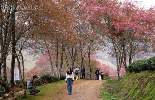 Chính quyền và Nhân dân xã Si Ma Cai mong muốn cây anh đào sinh trưởng, phát triển tốt, bung nở như ở Khu Du lịch Quốc gia Sa Pa để tạo điểm nhấn thu hút du khách. Ảnh: Vân Thảo - Tuấn Linh