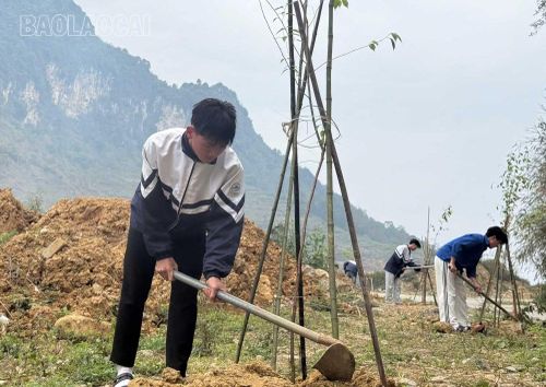 Học sinh Trường THPT số 1 Si Ma Cai chăm sóc hàng cây anh đào.