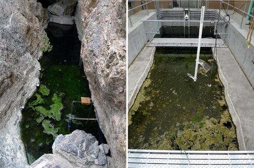 Hồ Hố Quỷ (bên trái) và môi trường sống nhân tạo tại Trung tâm Bảo tồn Cá Ash Meadows (bên phải). Ảnh: Conservation Science and Practice.