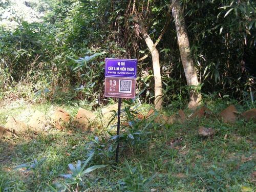 Khu vực từng là vị trí cây lim “hiến thân” tại Lam Kinh