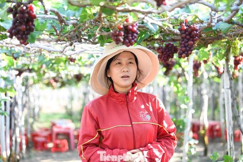 Chị Phạm Thị Ngọc Tiền cho biết mỗi ngày vườn nho của gia đình chị đón hàng trăm lượt khách tham quan.