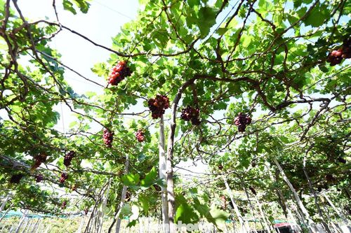 Du khách được tận tay hái những chùm nho chín đỏ, thưởng thức ngay tại vườn.