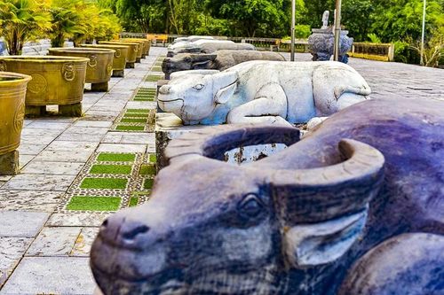 Trong đời sống văn hóa người Thái, con trâu không chỉ là tư liệu sản xuất mà còn mang ý nghĩa linh thiêng, là cầu nối giữa con người với trời đất. Vì vậy, hình ảnh trâu quỳ trước đền vừa mang giá trị vật chất, vừa thể hiện chiều sâu tinh thần của cộng đồng.