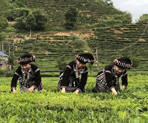 Nhờ liên kết sản xuất, người dân bản Phúc Khoa có thêm động lực đầu tư phát triển cây chè, nâng cao thu nhập.
