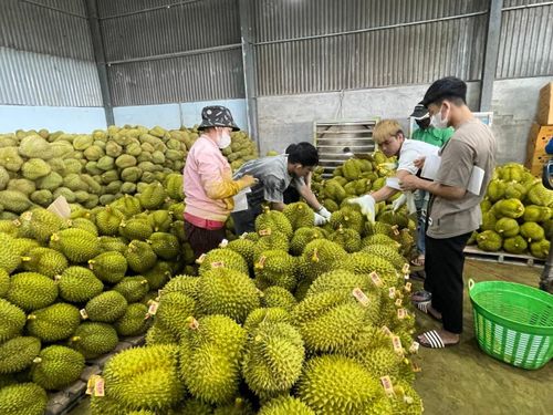 Việc kiểm soát chặt từ sản xuất đến xuất khẩu giúp nông sản Lâm Đồng đáp ứng nhu cầu thị trường tiêu thụ