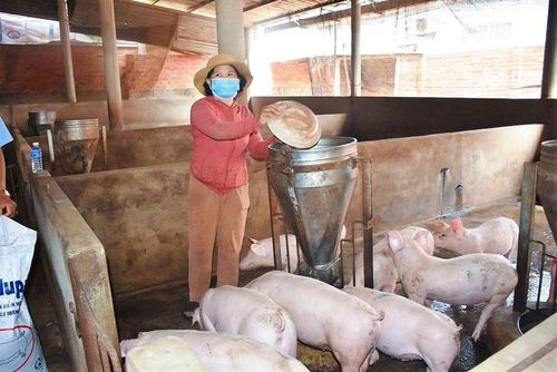 Người chăn nuôi chủ động khâu phòng bệnh cho đàn heo