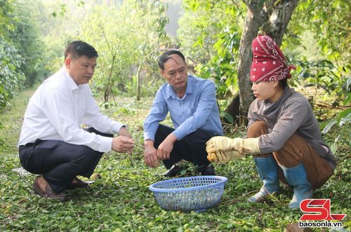 Lãnh UBND phường Chiềng An thăm hỏi, động viên người dân bản Tòng Xét khắc phục thiệt hại sau mưa đá.