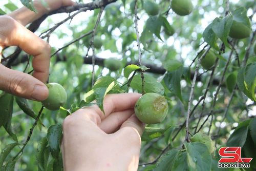 Nhiều quả bị dập nát, thâm hỏng dù vẫn còn trên cây sau trận mưa đá.