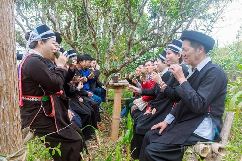Người dân và du khách thưởng trà vụ Xuân vừa sao dưới những gốc trà cổ thụ hàng trăm tuổi.
