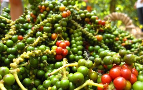 Hạt tiêu Việt chiếm lĩnh thị trường Thái Lan, xuất khẩu tăng mạnh đầu năm 2026. Ảnh minh họa