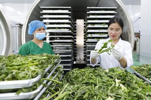 Sấy cần tây làm nguyên liệu sản xuất tinh bột xuất khẩu tại nhà máy của Công ty Thiết bị HP Việt Nam (xã Chương Mỹ).