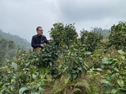  Du khách trải nghiệm hái chè tại Bản Liền. Ảnh: Bản Liền Forest Homestay.