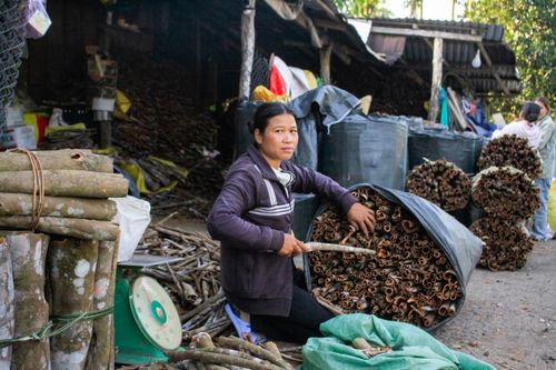  Quế sau khi khai thác được chở đến các vựa để bán cho thương lái. Ảnh: NGUYỄN TRANG 