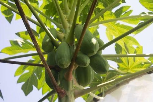 Quả xanh cũng đầy giá trị. Không chỉ quả chín mới hữu ích, đu đủ xanh còn được dùng trong nhiều món ăn như gỏi, canh và có giá trị dinh dưỡng cao, đặc biệt là chất xơ. Ảnh: Pinterest.