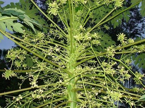 Loài cây ‘đa tính’ đặc biệt. Đu đủ (Carica papaya) có thể tồn tại dưới dạng cây đực, cái hoặc lưỡng tính, điều khá hiếm trong thế giới thực vật. Điều này ảnh hưởng trực tiếp đến khả năng ra quả và năng suất của cây. Ảnh: Pinterest.