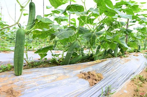 Triển khai mô hình, doanh nghiệp và hợp tác xã hỗ trợ giống, cho vay vốn (khoảng 200 triệu đồng) để đầu tư bạt phủ, phân bón, giàn lưới… đồng thời cam kết bao tiêu sản phẩm.