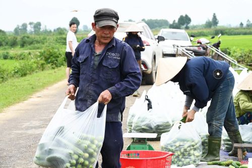 Sản phẩm khi thu hoạch được tập kết tại ruộng. Sau đó, HTX Sản xuất, kinh doanh tổng hợp Nhật Hằng (xã Hương Đô) sẽ chịu trách nhiệm vận chuyển, kết nối tiêu thụ.