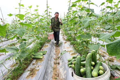 Sau khoảng 45 ngày xuống giống, vào thời điểm này, dưa bắt đầu cho thu hoạch lứa đầu tiên. Cây dưa được đánh giá cho năng suất vượt trội, phù hợp thổ nhưỡng tại địa phương.