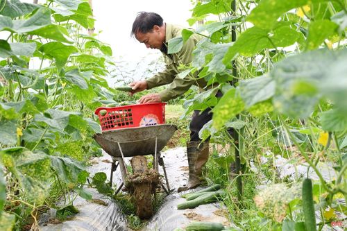 Đặc biệt, trên diện tích gần 2ha, mô hình sản xuất dưa chuột còn tạo ra khoảng 300 ngày công lao động cho bà con với mức thu nhập 300 nghìn đồng/ngày. Dự kiến, vụ thu hoạch dưa chuột sẽ rải đều, kéo dài từ 45 – 60 ngày.