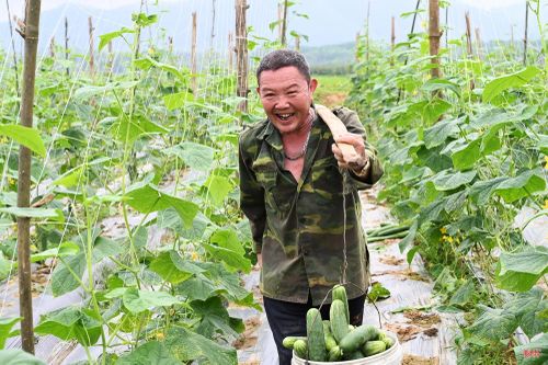 Với năng suất ước đạt khoảng 60 tấn/ha/vụ, mô hình bước đầu cho thấy hiệu quả, mở ra hướng sản xuất liên kết bền vững tại địa phương.