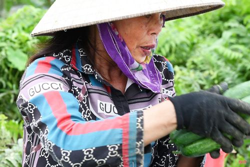 Ước tính, sau khi trừ chi phí, mỗi hộ tham gia tổ hợp tác có thể thu về khoảng 6 triệu đồng trong vụ đầu tiên (lãi ròng), cao hơn nhiều lần so với các cây trồng bản địa. Từ các vụ tiếp theo, lợi nhuận có thể cao hơn nhờ tiết kiệm được chi phí đầu tư giàn lưới.