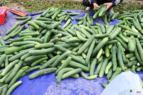 Mỗi ngày, sản lượng thu hoạch tại đây đạt khoảng 3,5 tấn.