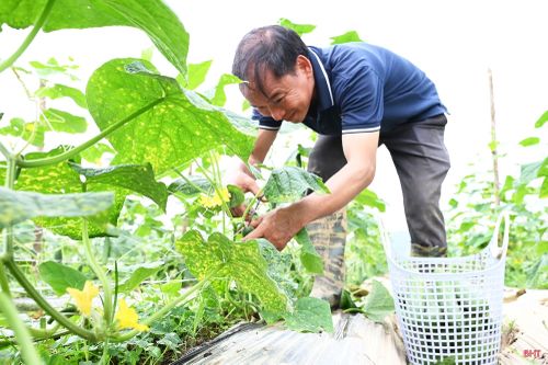 Ông Đặng Văn Khanh (thôn Vĩnh Giang, xã Hương Xuân) - Tổ trưởng Tổ hợp tác trồng dưa chuột thôn Vĩnh Giang cho biết: “Đây là lần đầu tiên người dân thôn Vĩnh Giang sản xuất theo hình thức liên kết, được hỗ trợ từ giống, kỹ thuật đến bao tiêu sản phẩm”.