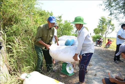 Nông dân tỉnh Đồng Tháp thu hoạch rộ lúa Đông Xuân.