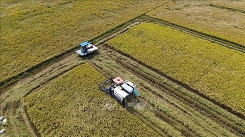 Nông dân tỉnh Đồng Tháp thu hoạch rộ lúa Đông Xuân.