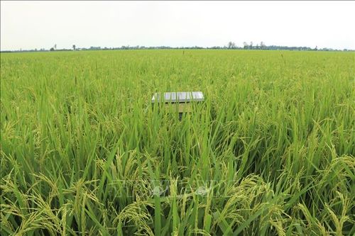 Thiết bị cảm biến thông minh tự động quan trắc mực nước mặt ruộng và độ ẩm đất.